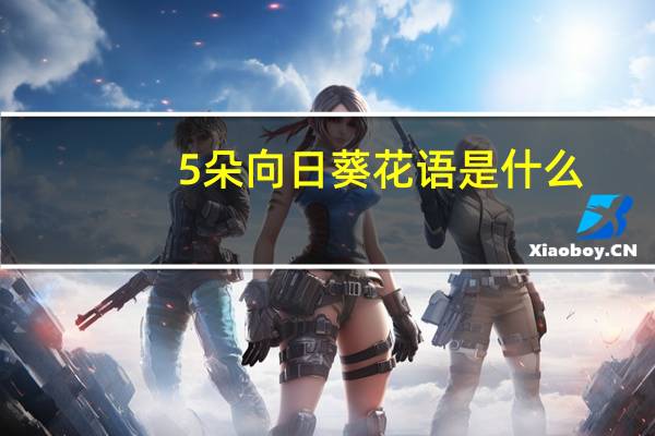 5朵向日葵花语是什么
