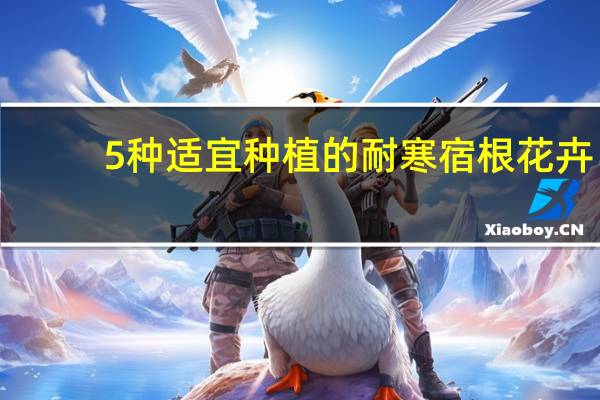 5种适宜种植的耐寒宿根花卉