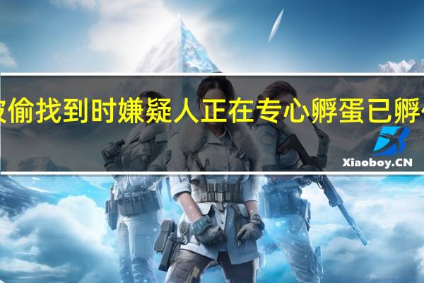 71枚黑天鹅蛋被偷找到时嫌疑人正在专心孵蛋已孵化2只 到底什么情况呢