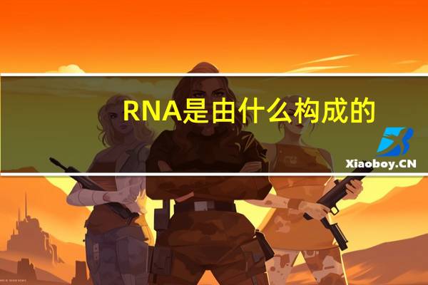 RNA是由什么构成的