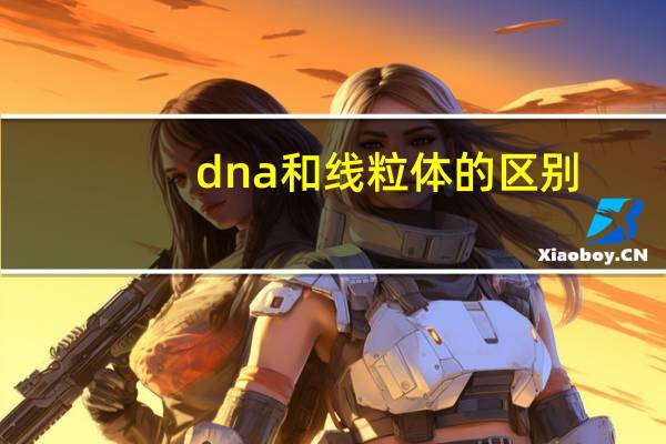dna和线粒体的区别