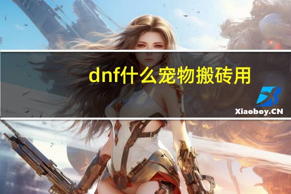 dnf什么宠物搬砖用