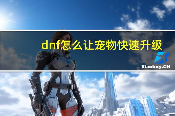 dnf怎么让宠物快速升级