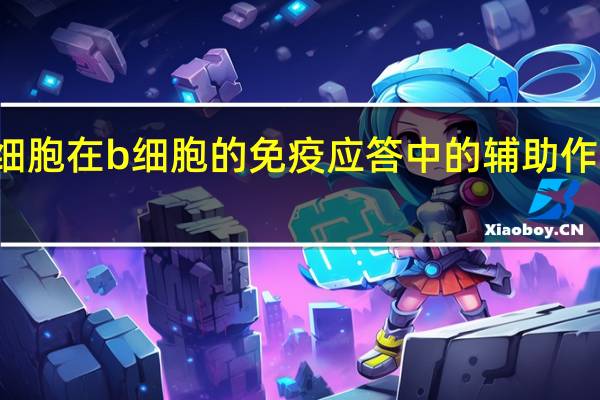 th细胞在b细胞的免疫应答中的辅助作用表现为(th细胞)