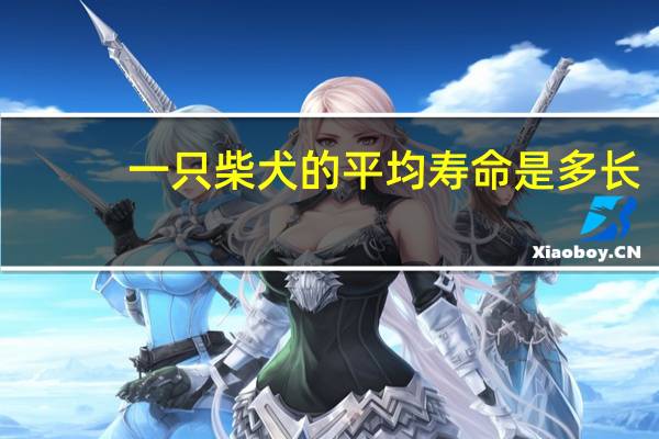 一只柴犬的平均寿命是多长