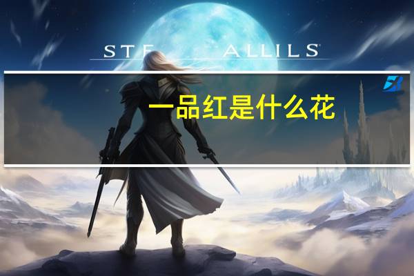 一品红是什么花