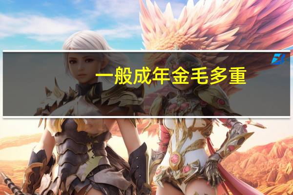 一般成年金毛多重