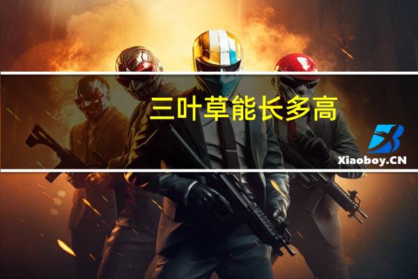 三叶草能长多高