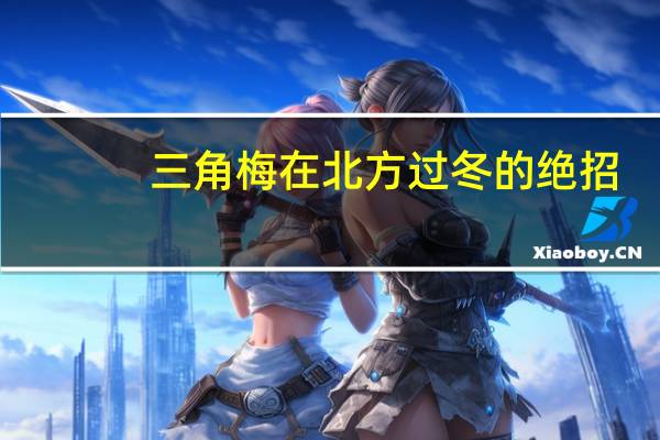 三角梅在北方过冬的绝招