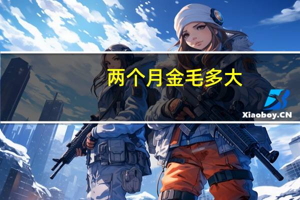 两个月金毛多大