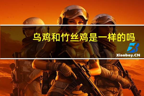 乌鸡和竹丝鸡是一样的吗