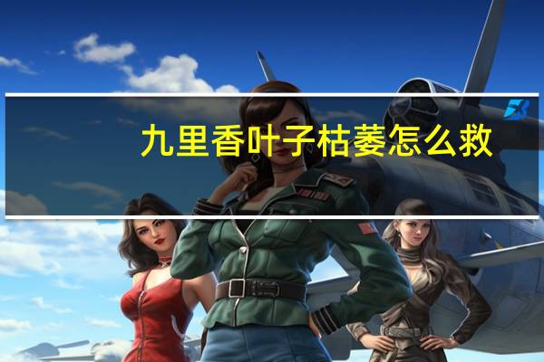 九里香叶子枯萎怎么救