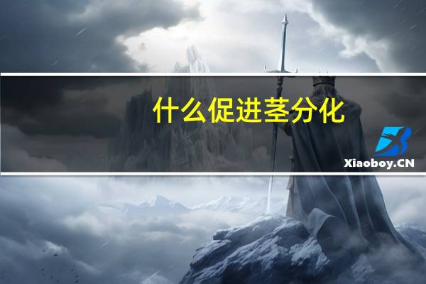 什么促进茎分化