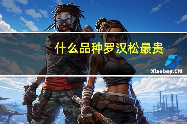 什么品种罗汉松最贵
