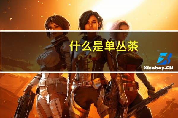 什么是单丛茶