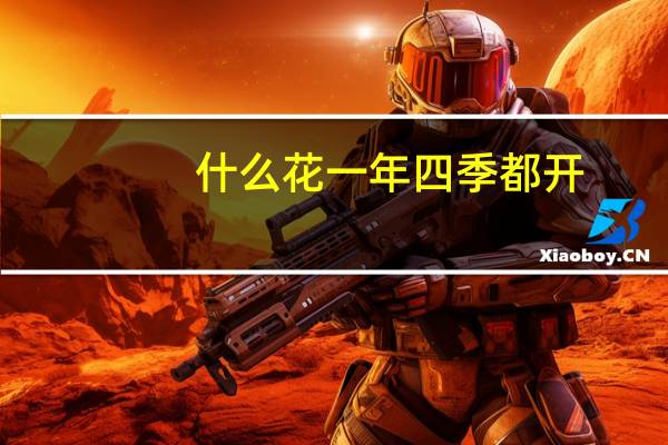 什么花一年四季都开