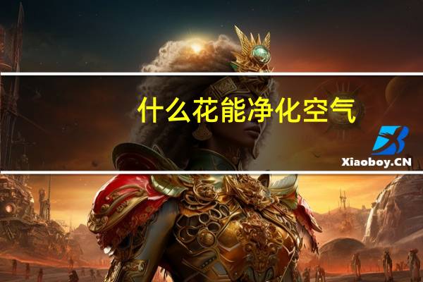 什么花能净化空气