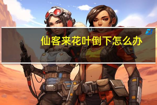 仙客来花叶倒下怎么办