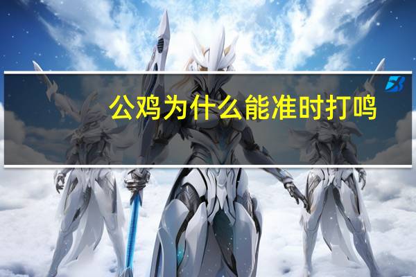 公鸡为什么能准时打鸣