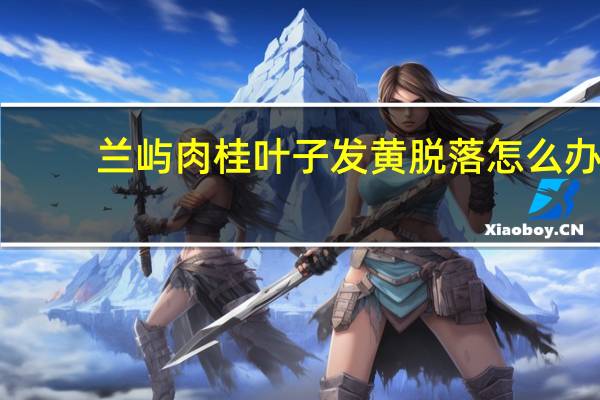 兰屿肉桂叶子发黄脱落怎么办