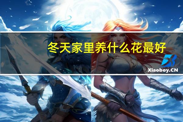 冬天家里养什么花最好