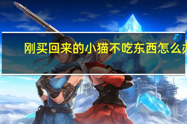 刚买回来的小猫不吃东西怎么办