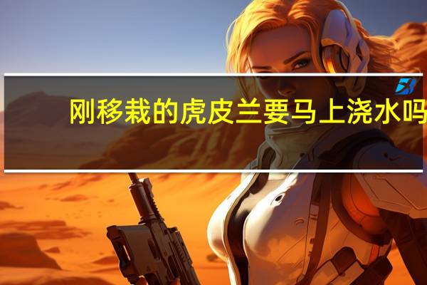 刚移栽的虎皮兰要马上浇水吗