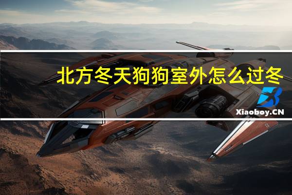 北方冬天狗狗室外怎么过冬