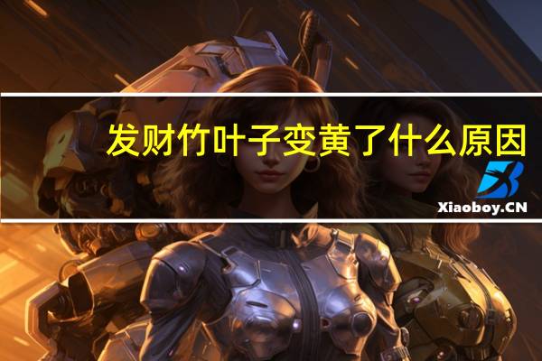 发财竹叶子变黄了什么原因