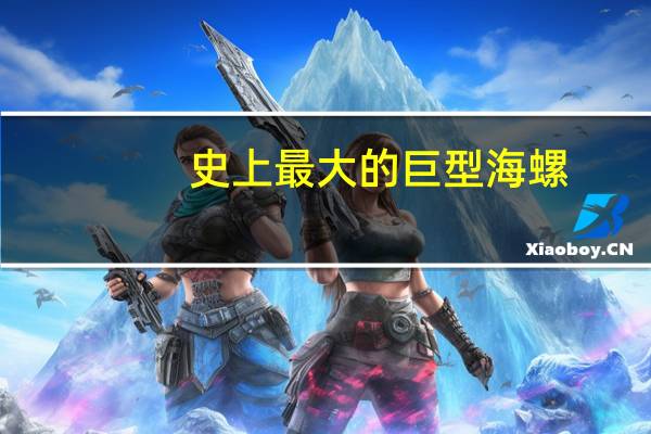 史上最大的巨型海螺