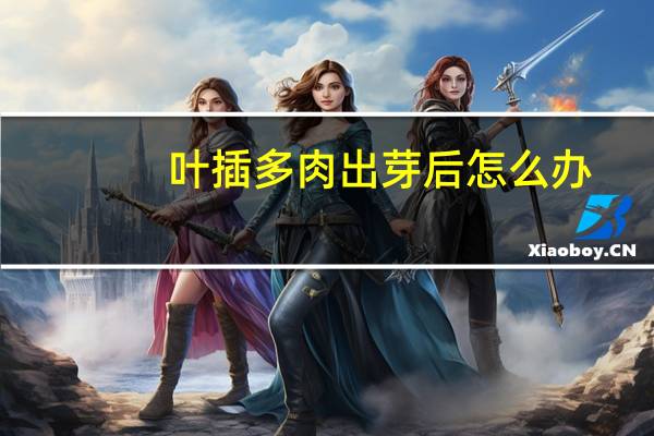 叶插多肉出芽后怎么办