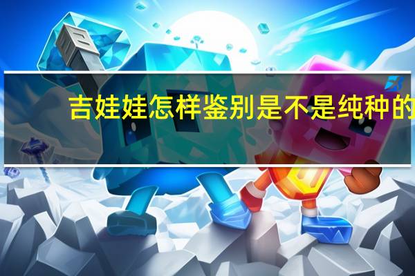 吉娃娃怎样鉴别是不是纯种的