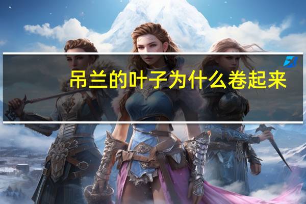 吊兰的叶子为什么卷起来
