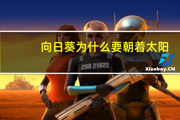 向日葵为什么要朝着太阳?