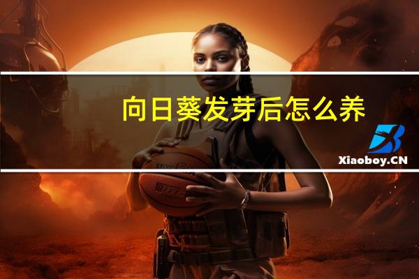 向日葵发芽后怎么养