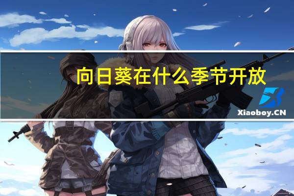 向日葵在什么季节开放