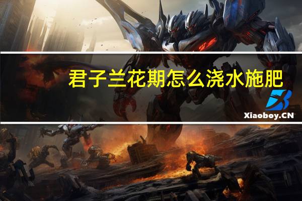 君子兰花期怎么浇水施肥