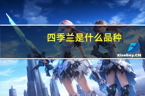 四季兰是什么品种