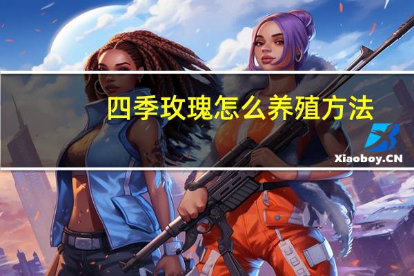 四季玫瑰怎么养殖方法