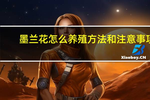 墨兰花怎么养殖方法和注意事项