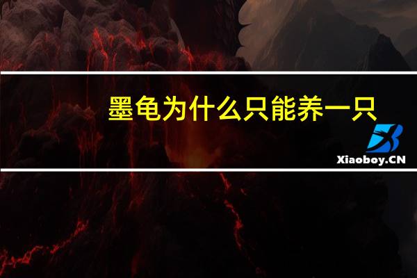 墨龟为什么只能养一只
