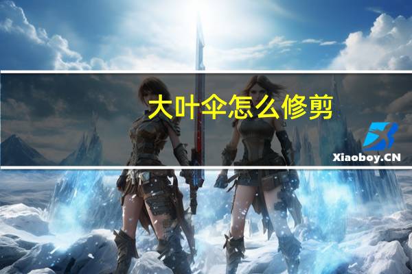 大叶伞怎么修剪