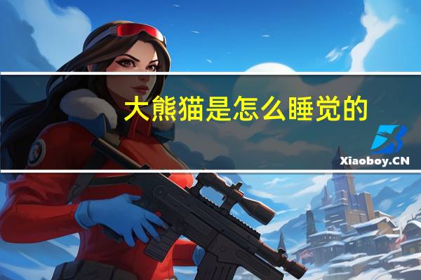 大熊猫是怎么睡觉的