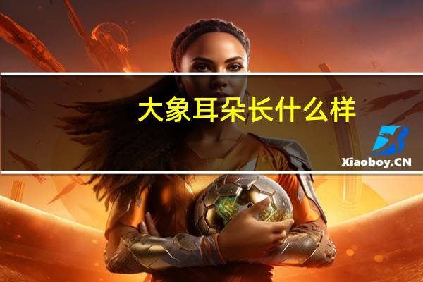 大象耳朵长什么样