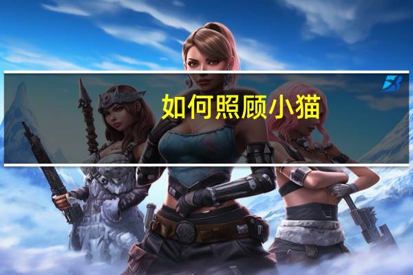 如何照顾小猫