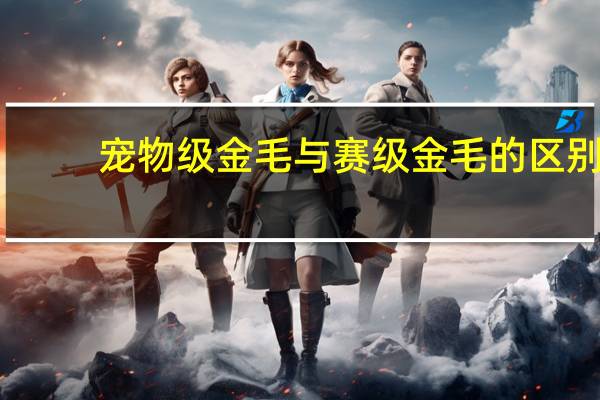 宠物级金毛与赛级金毛的区别