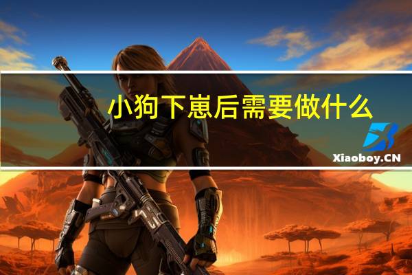 小狗下崽后需要做什么