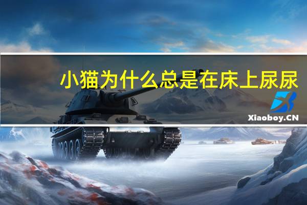 小猫为什么总是在床上尿尿
