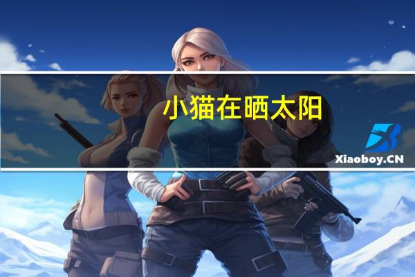 小猫在晒太阳