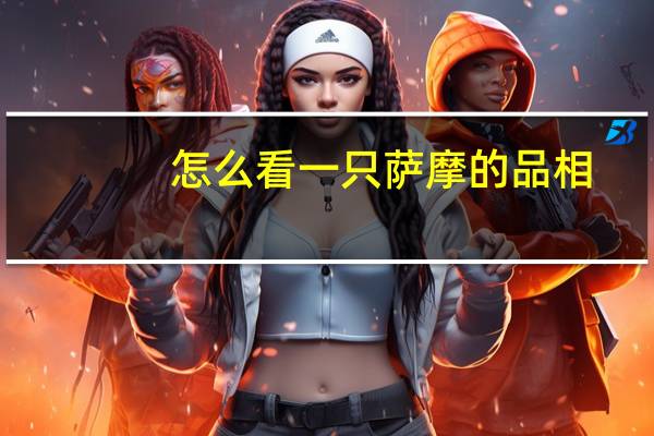 怎么看一只萨摩的品相